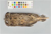 藏品(領角鴞)的圖片